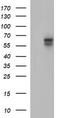 I10R1 antibody, TA506929BM, Origene, Western Blot image 
