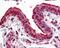 Forkhead Box P1 antibody, 48-028, ProSci, Immunohistochemistry paraffin image 