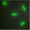 TNF Superfamily Member 14 antibody, LS-C384349, Lifespan Biosciences, Immunofluorescence image 