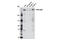 Zinc Finger FYVE-Type Containing 26 antibody, 8532S, Cell Signaling Technology, Western Blot image 