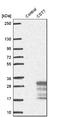 Cystatin F antibody, NBP2-13881, Novus Biologicals, Western Blot image 