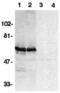 BCL2 Associated Athanogene 4 antibody, 2143, QED Bioscience, Western Blot image 