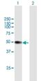 Peptidase Inhibitor 16 antibody, H00221476-B01P, Novus Biologicals, Western Blot image 