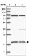 Mitochondrial Ribosomal Protein S18A antibody, PA5-57274, Invitrogen Antibodies, Western Blot image 