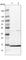 Small Nuclear Ribonucleoprotein D1 Polypeptide antibody, HPA040516, Atlas Antibodies, Western Blot image 