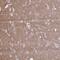 Netrin 1 antibody, NBP2-31640, Novus Biologicals, Immunohistochemistry frozen image 