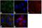 Mitogen-Activated Protein Kinase 13 antibody, 720302, Invitrogen Antibodies, Immunofluorescence image 