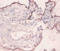 Heat Shock Protein Family A (Hsp70) Member 5 antibody, A53981-100, Epigentek, Immunohistochemistry paraffin image 