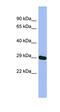 Glutathione Synthetase antibody, orb325906, Biorbyt, Western Blot image 