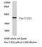 Paired Box 5 antibody, LS-C176174, Lifespan Biosciences, Western Blot image 