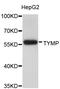 Thymidine Phosphorylase antibody, abx127071, Abbexa, Western Blot image 