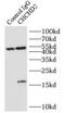 Coiled-Coil-Helix-Coiled-Coil-Helix Domain Containing 2 antibody, FNab01635, FineTest, Immunoprecipitation image 