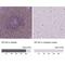 SP140 Nuclear Body Protein antibody, NBP2-49517, Novus Biologicals, Immunohistochemistry paraffin image 