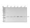 LIM Domain Only 4 antibody, M06555, Boster Biological Technology, Western Blot image 