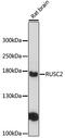 RUN And SH3 Domain Containing 2 antibody, LS-C747972, Lifespan Biosciences, Western Blot image 