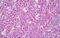 Adhesion Regulating Molecule 1 antibody, MBS246474, MyBioSource, Immunohistochemistry frozen image 