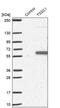EARP Complex And GARP Complex Interacting Protein 1 antibody, PA5-56684, Invitrogen Antibodies, Western Blot image 