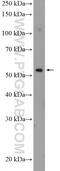 Zinc Finger Protein 446 antibody, 16218-1-AP, Proteintech Group, Western Blot image 