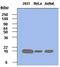 Peptidylprolyl Cis/Trans Isomerase, NIMA-Interacting 1 antibody, GTX53762, GeneTex, Western Blot image 