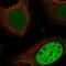 Inhibitor Of Growth Family Member 4 antibody, NBP2-55457, Novus Biologicals, Immunofluorescence image 