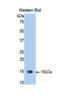 TNF Superfamily Member 12 antibody, LS-C296861, Lifespan Biosciences, Western Blot image 