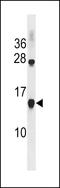 C-C Motif Chemokine Ligand 17 antibody, LS-C157608, Lifespan Biosciences, Western Blot image 