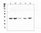 CD87 antibody, A00993-3, Boster Biological Technology, Western Blot image 