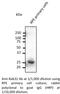 RAB31, Member RAS Oncogene Family antibody, AB0068-200, SICGEN, Western Blot image 