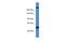 Transcription Factor 20 antibody, ARP38661_P050, Aviva Systems Biology, Western Blot image 