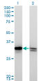 High Mobility Group Box 1 antibody, LS-B4342, Lifespan Biosciences, Western Blot image 