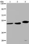 Tyrosyl-DNA Phosphodiesterase 2 antibody, PA5-50657, Invitrogen Antibodies, Western Blot image 