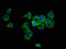 Hepsin antibody, LS-C671101, Lifespan Biosciences, Immunofluorescence image 