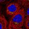 WD Repeat Domain 44 antibody, NBP2-56672, Novus Biologicals, Immunofluorescence image 