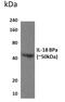 Tadekinig-alfa antibody, GTX52833, GeneTex, Western Blot image 