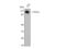 Tripartite Motif Containing 24 antibody, STJ96019, St John