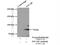 Synuclein Alpha Interacting Protein antibody, 17818-1-AP, Proteintech Group, Immunoprecipitation image 