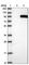 SET And MYND Domain Containing 4 antibody, HPA030059, Atlas Antibodies, Western Blot image 