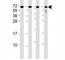 CD63 Molecule antibody, F49127-0.4ML, NSJ Bioreagents, Western Blot image 