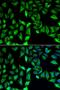 Guanine Deaminase antibody, orb247440, Biorbyt, Immunofluorescence image 