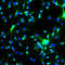 MAP2 antibody, MAP, Aves Labs, Immunocytochemistry image 