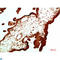 Chromobox 5 antibody, LS-C813209, Lifespan Biosciences, Immunohistochemistry paraffin image 