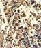 Superoxide Dismutase 3 antibody, LS-C161386, Lifespan Biosciences, Immunohistochemistry frozen image 