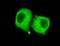 Pyruvate Dehydrogenase E1 Alpha 1 Subunit antibody, A01906-2, Boster Biological Technology, Immunofluorescence image 
