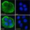 Mucin 1, Cell Surface Associated antibody, NBP2-62565, Novus Biologicals, Immunofluorescence image 