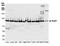RAD21 Cohesin Complex Component antibody, A300-080A, Bethyl Labs, Western Blot image 