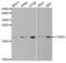 Cytochrome B5 Type A antibody, abx004136, Abbexa, Western Blot image 