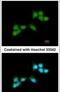 Bridging Integrator 1 antibody, PA5-28921, Invitrogen Antibodies, Immunofluorescence image 