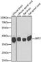 Sirtuin 2 antibody, A14109, ABclonal Technology, Western Blot image 