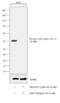 Glycogen Synthase Kinase 3 Alpha antibody, MA5-15023, Invitrogen Antibodies, Western Blot image 