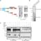 Transient Receptor Potential Cation Channel Subfamily V Member 1 antibody, A00128-2, Boster Biological Technology, Immunofluorescence image 